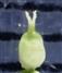 Pistil